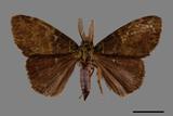 ǦW:Ilema olivacea