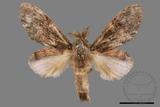 ǦW:Vaneeckeia pallidifascia centrobrunnea