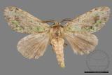 ǦW:Somera viridifusca viridifusca