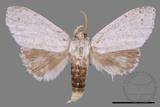 ǦW:Cnethodonta grisescens baibarana