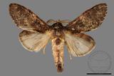 ǦW:Vaneeckeia pallidifascia centrobrunnea