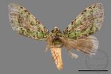 ǦW:Somera viridifusca viridifusca