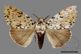 ǦW:Lymantria minomonis