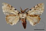 ǦW:Lymantria minomonis