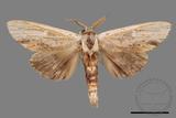 ǦW:Tensha striatella