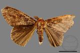 ǦW:Locharna strigipennis