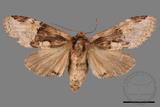 ǦW:Formofentonia orbifer rotundata