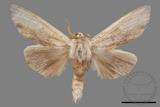 ǦW:Tensha striatella