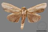 ǦW:Tensha striatella