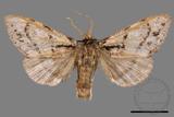 ǦW:Phalerodonta inclusa formosana