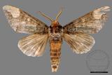 ǦW:Phalera angustipennis