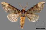 ǦW:Phalera angustipennis