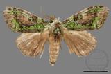 ǦW:Somera viridifusca viridifusca