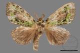 ǦW:Somera viridifusca viridifusca