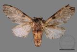 ǦW:Hyrpyia microsticta baibarana