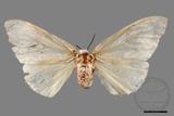 ǦW:Lymantria xylina xylina