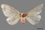 ǦW:Lymantria xylina xylina