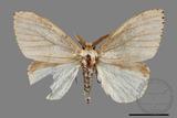 ǦW:Lymantria xylina xylina