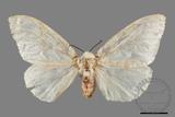 ǦW:Lymantria xylina xylina