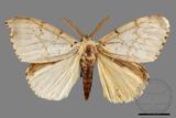 ǦW:Lymantria xylina xylina