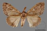 ǦW:Lymantria umbrifera