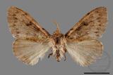 ǦW:Lymantria umbrifera