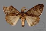 ǦW:Lymantria umbrifera