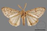 ǦW:Lymantria grisea kosemponis