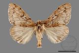 ǦW:Lymantria umbrifera