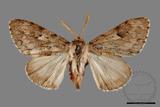 ǦW:Lymantria umbrifera