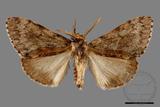 ǦW:Lymantria umbrifera