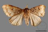 ǦW:Lymantria umbrifera