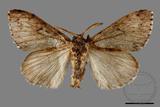 ǦW:Lymantria umbrifera