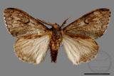 ǦW:Lymantria umbrifera