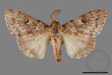 ǦW:Lymantria umbrifera