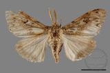 ǦW:Lymantria umbrifera