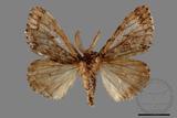 ǦW:Lymantria umbrifera