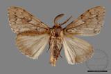 ǦW:Lymantria umbrifera