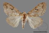 ǦW:Lymantria grisea kosemponis