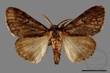 ǦW:Lymantria umbrifera