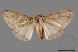 ǦW:Lymantria umbrifera