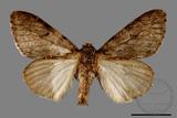 ǦW:Lymantria umbrifera