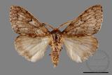 ǦW:Lymantria umbrifera