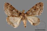 ǦW:Lymantria umbrifera