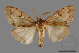 ǦW:Lymantria umbrifera