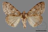 ǦW:Lymantria umbrifera