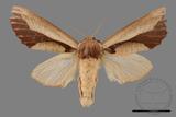 ǦW:Notodontidae Notodontidae