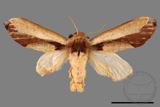 ǦW:Notodontidae Notodontidae