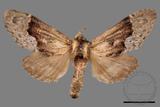 ǦW:Semidonta basalis