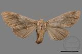 ǦW:Notodonta griseotincta